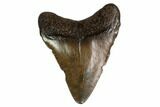 Juvenile Megalodon Tooth - Georgia #158755-1